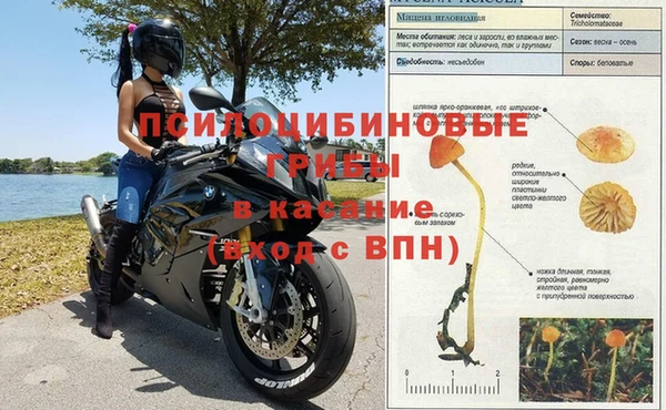 хмурый Пересвет